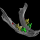 Digital rendering of the cat mandible, revealing unerupted teeth (shown in red).